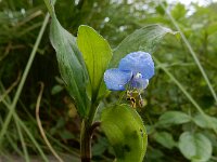 Commelina diffusa 2, Saxifraga-Ed Stikvoort