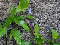 Commelina diffusa 3, Saxifraga-Ed Stikvoort