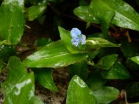 Commelina diffusa 4, Saxifraga-Ed Stikvoort