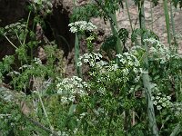 Conium maculatum, Hemlock