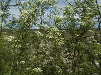 Conium maculatum 10, Gevlekte scheerling, Saxifraga-Jan van der Straaten