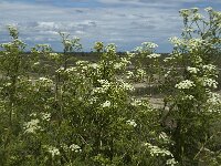 Conium maculatum 11, Gevlekte scheerling, Saxifraga-Jan van der Straaten