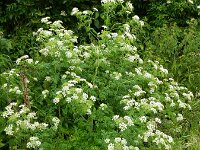 Conium maculatum 12, Gevlekte scheerling, Saxifraga-Rutger Barendse