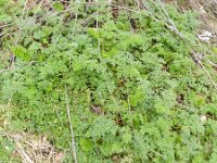 Conium maculatum 13, Gevlekte scheerling, Saxifraga-Rutger Barendse