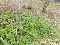 Conium maculatum 14, Gevlekte scheerling, Saxifraga-Rutger Barendse