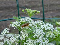 Conium maculatum 15, Gevlekte scheerling, Saxifraga-Rutger Barendse