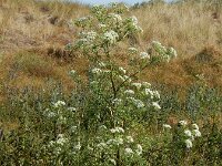 Conium maculatum 16, Gevlekte scheerling, Saxifraga-Ed Stikvoort