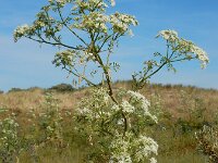 Conium maculatum 17, Gevlekte scheerling, Saxifraga-Ed Stikvoort