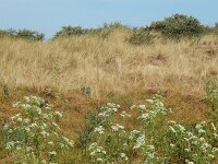 Conium maculatum 18, Gevlekte scheerling, Saxifraga-Ed Stikvoort