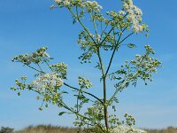 Conium maculatum 19, Gevlekte scheerling, Saxifraga-Ed Stikvoort