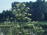 Conium maculatum 2, Gevlekte scheerling, Saxifraga-Piet Zomerdijk