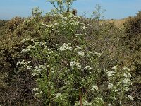 Conium maculatum 20, Gevlekte scheerling, Saxifraga-Ed Stikvoort