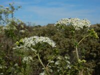 Conium maculatum 21, Gevlekte scheerling, Saxifraga-Ed Stikvoort
