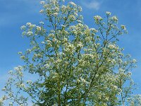 Conium maculatum 22, Gevlekte scheerling, Saxifraga-Ed Stikvoort