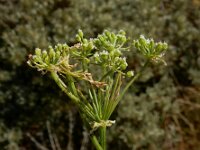 Conium maculatum 23, Gevlekte scheerling, Saxifraga-Ed Stikvoort