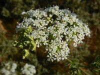 Conium maculatum 24, Gevlekte scheerling, Saxifraga-Ed Stikvoort