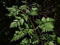 Conium maculatum 25, Gevlekte scheerling, Saxifraga-Ed Stikvoort