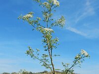 Conium maculatum 26, Gevlekte scheerling, Saxifraga-Ed Stikvoort