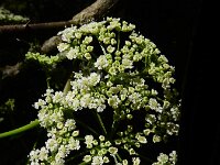 Conium maculatum 27, Gevlekte scheerling, Saxifraga-Ed Stikvoort