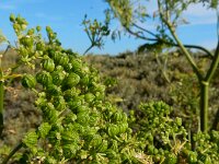 Conium maculatum 28, Gevlekte scheerling, Saxifraga-Ed Stikvoort