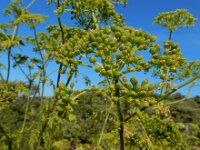 Conium maculatum 29, Gevlekte scheerling, Saxifraga-Ed Stikvoort
