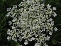 Conium maculatum 3, Gevlekte scheerling, Saxifraga-Rutger Barendse