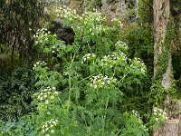 Conium maculatum 30, Gevlekte scheerling, Saxifraga-Rutger Barendse