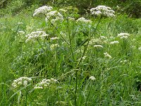 Conium maculatum 31, Gevlekte scheerling, Saxifraga-Hans Grotenhuis