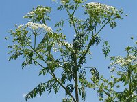 Conium maculatum 4, Gevlekte scheerling, Saxifraga-Branko Bakan