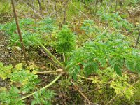 Conium maculatum 5, Gevlekte scheerling, Saxifraga-Rutger Barendse