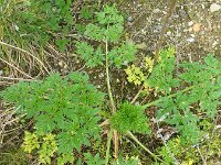 Conium maculatum 6, Gevlekte scheerling, Saxifraga-Rutger Barendse