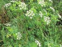 Conium maculatum 7, Gevlekte scheerling, Saxifraga-Rutger Barendse