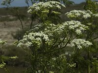 Conium maculatum 9, Gevlekte scheerling, Saxifraga-Jan van der Straaten