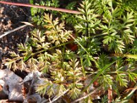 Conopodium majus