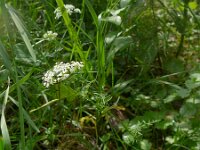 Conopodium majus 3, Franse aardkastanje, Saxifraga-Jelle van Dijk