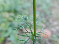 Conopodium majus 4, Franse aardkastanje, Saxifraga-Rutger Barendse