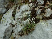 Conopodium pyrenaeum