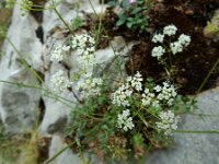 Conopodium pyrenaeum 2, Saxifraga-Ed Stikvoort : Poncebos - Cordiñanes de Valdeón s9900