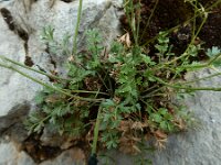 Conopodium pyrenaeum 3, Saxifraga-Ed Stikvoort : Poncebos - Cordiñanes de Valdeón s9900