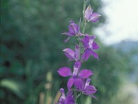 Consolida ajacis, Larkspur
