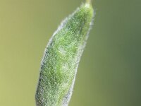 Consolida ajacis 13, Valse ridderspoor, Saxifraga-Rutger Barendse