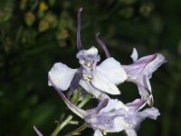 Consolida ajacis 15, Valse ridderspoor, Saxifraga-Rutger Barendse