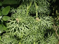 Consolida ajacis 16, Valse ridderspoor, Saxifraga-Rutger Barendse