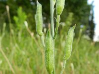 Consolida ajacis 18, Valse ridderspoor, Saxifraga-Rutger Barendse