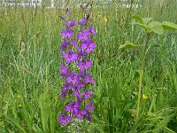 Consolida ajacis 27, Valse ridderspoor, Saxifraga-Ed Stikvoort