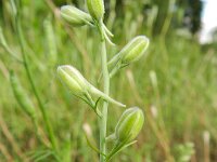 Consolida ajacis 9, Valse ridderspoor, Saxifraga-Rutger Barendse