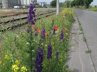 Consolida hispanica 2, Oosterse ridderspoor, Saxifraga-Rutger Barendse