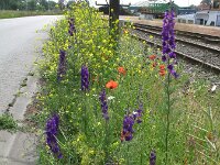 Consolida hispanica 3, Oosterse ridderspoor, Saxifraga-Rutger Barendse