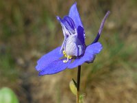 Consolida regalis 17, Wilde ridderspoor, Saxifraga-Ed Stikvoort