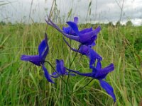 Consolida regalis 24, Wilde ridderspoor, Saxifraga-Hans Grotenhuis